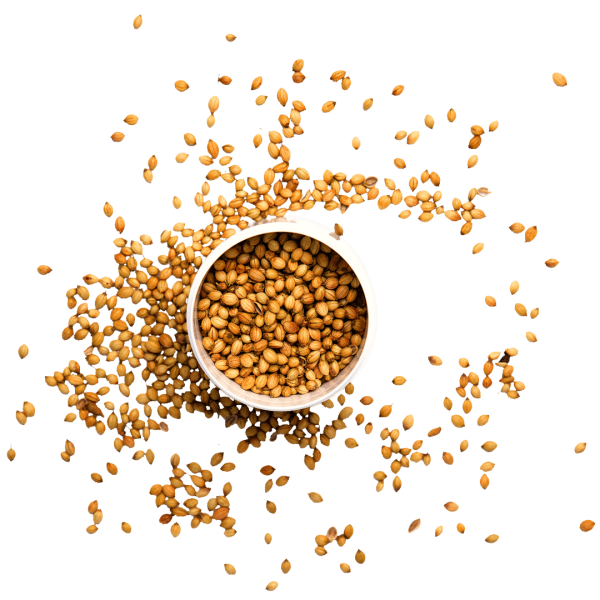CORIANDER, WHOLE (30G)